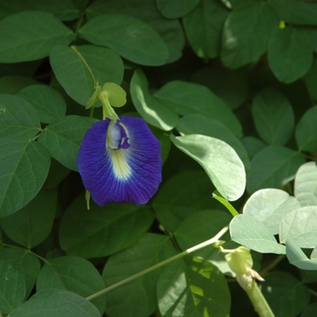 Clitoria ternatea '' (003440)