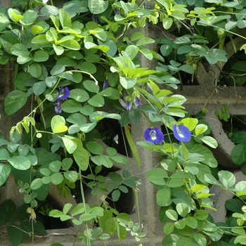 Clitoria ternatea '' (003441)