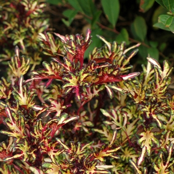 Coleus scutellarioides 'Merlin's Magic' (003443)