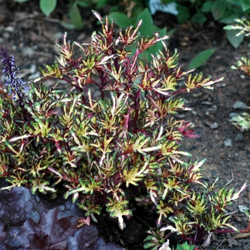 Coleus scutellarioides 'Merlin's Magic' (003444)