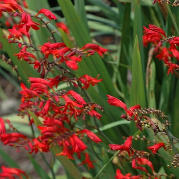 Crocosmia 'Emberglow' (003450)