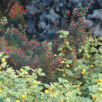 Lantana camara 'Samantha' (003451)