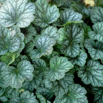 Heuchera americana 'Green Spice' (003463)