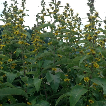 Inula racemosa 'Sonnenspeer' (003473)