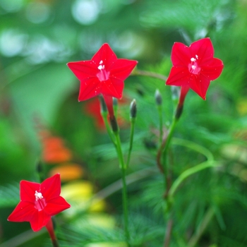 Ipomoea quamoclit '' (003474)