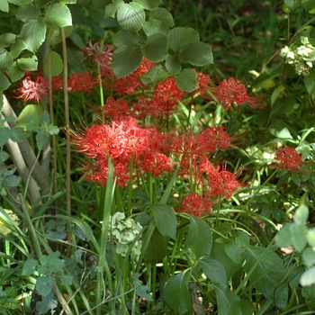 Lycoris radiata '' (003484)