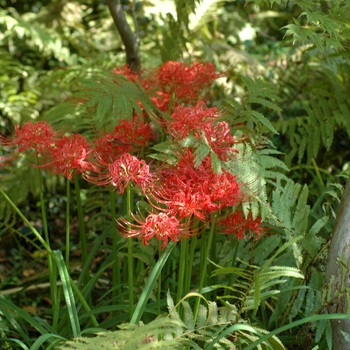 Lycoris radiata '' (003485)