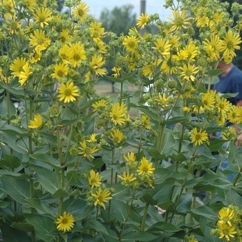 Silphium integrifolium '' (003505)