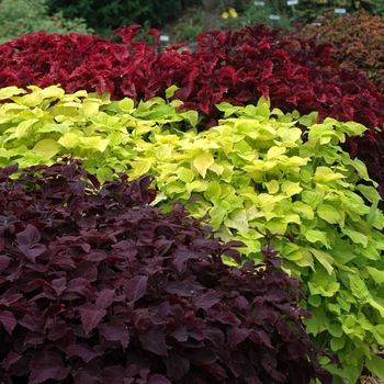 Coleus '' (003507)