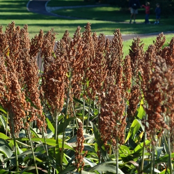 Sorghum bicolor '' (003509)