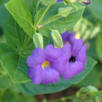 Thunbergia battiscombei '' (003523)