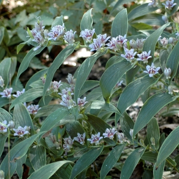 Tricyrtis hirta 'Miyazaki' (003525)