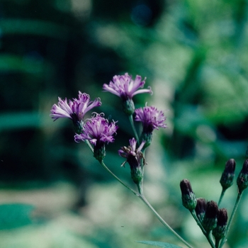 Vernonia glauca '' (003527)