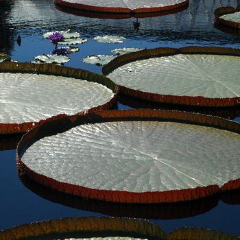 Victoria amazonica '' (003528)