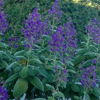 Tibouchina grandifolia '' (003533)