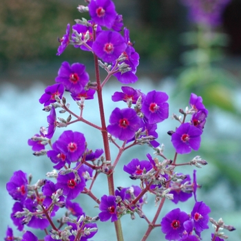 Tibouchina grandifolia '' (003534)