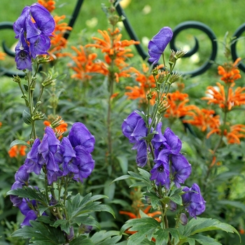 Leonotis leonurus '' (003536)