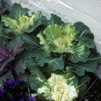 Brassica '' (003538)