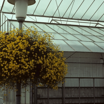 Bidens ferulifolia 'Smiley' (003566)