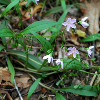 Claytonia virginica '' (003571)