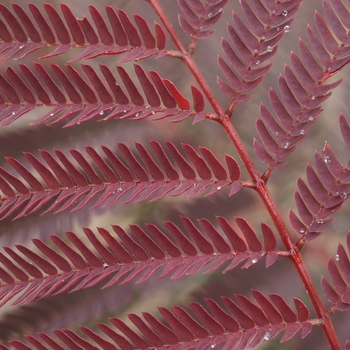 Albizia julibrissin 'Summer Chocolate' (003579)