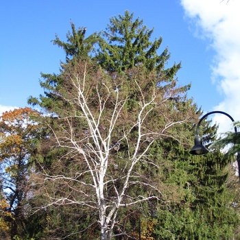 Betula papyrifera '' (003580)