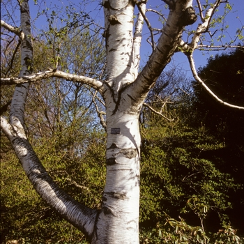 Betula papyrifera '' (003581)