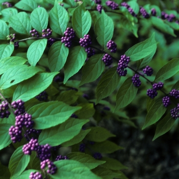 Callicarpa dichotoma '' (003583)