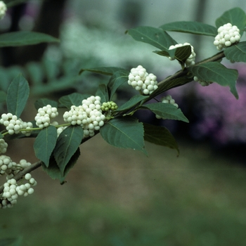 Callicarpa dichotoma var. albifructus '' (003585)