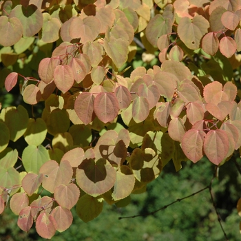 Cercidiphyllum japonicum '' (003590)