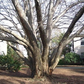 Cercidiphyllum japonicum '' (003591)