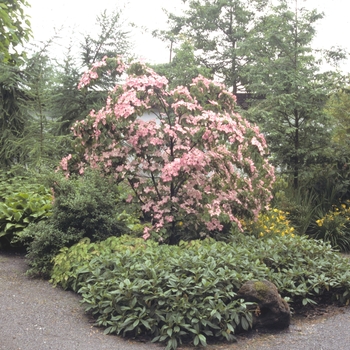 Cornus kousa 'Satomi' (003598)