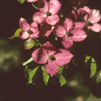 Cornus kousa 'Satomi' (003599)