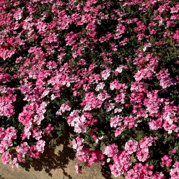 Verbena Lanai® '' (003603)