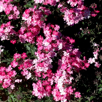 Verbena Lanai® '' (003604)