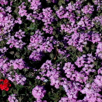 Verbena Lanai® '' (003605)