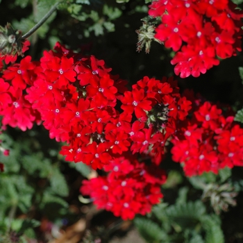 Verbena Lanai® '' (003606)