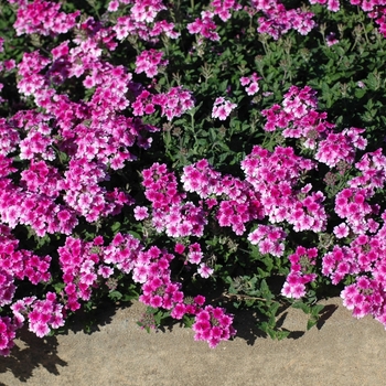 Verbena 'Tropical Breeze Pink with Eye' (003607)