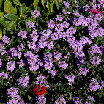 Verbena 'Veralena Lavender Moment' (003610)