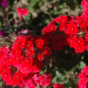 Verbena 'Wildfire Dark Red' (003612)