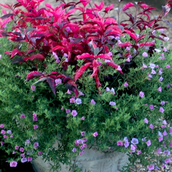 Calibrachoa 'Flamingo' (003614)