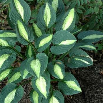 Hosta 'Striptease' (003621)