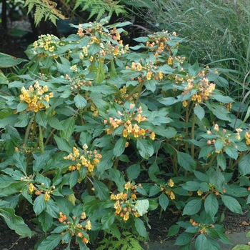 Impatiens 'Blondie' (003622)