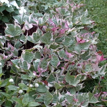 Ipomoea batatas Proven Accents® 'Tricolor' (003625)