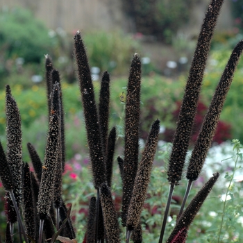 Pennisetum glaucum 'Purple Baron' (003626)