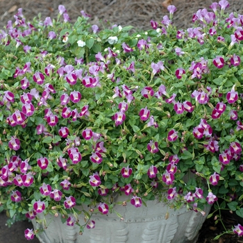 Torenia Catalina® 'Pink' (003629)