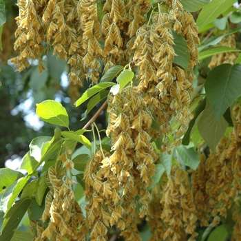 Pterostyrax hispidus '' (003640)