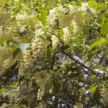 Pterostyrax hispidus '' (003641)