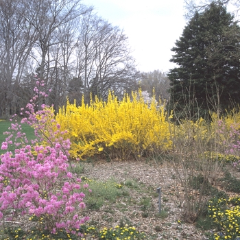 Forsythia x intermedia '' (003644)