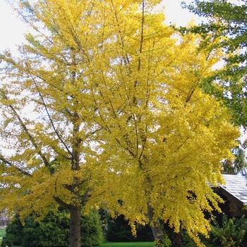 Ginkgo biloba '' (003650)